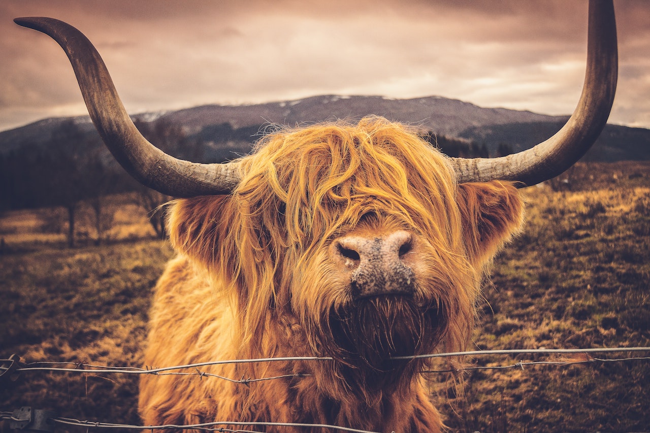 Close-up of a yak
