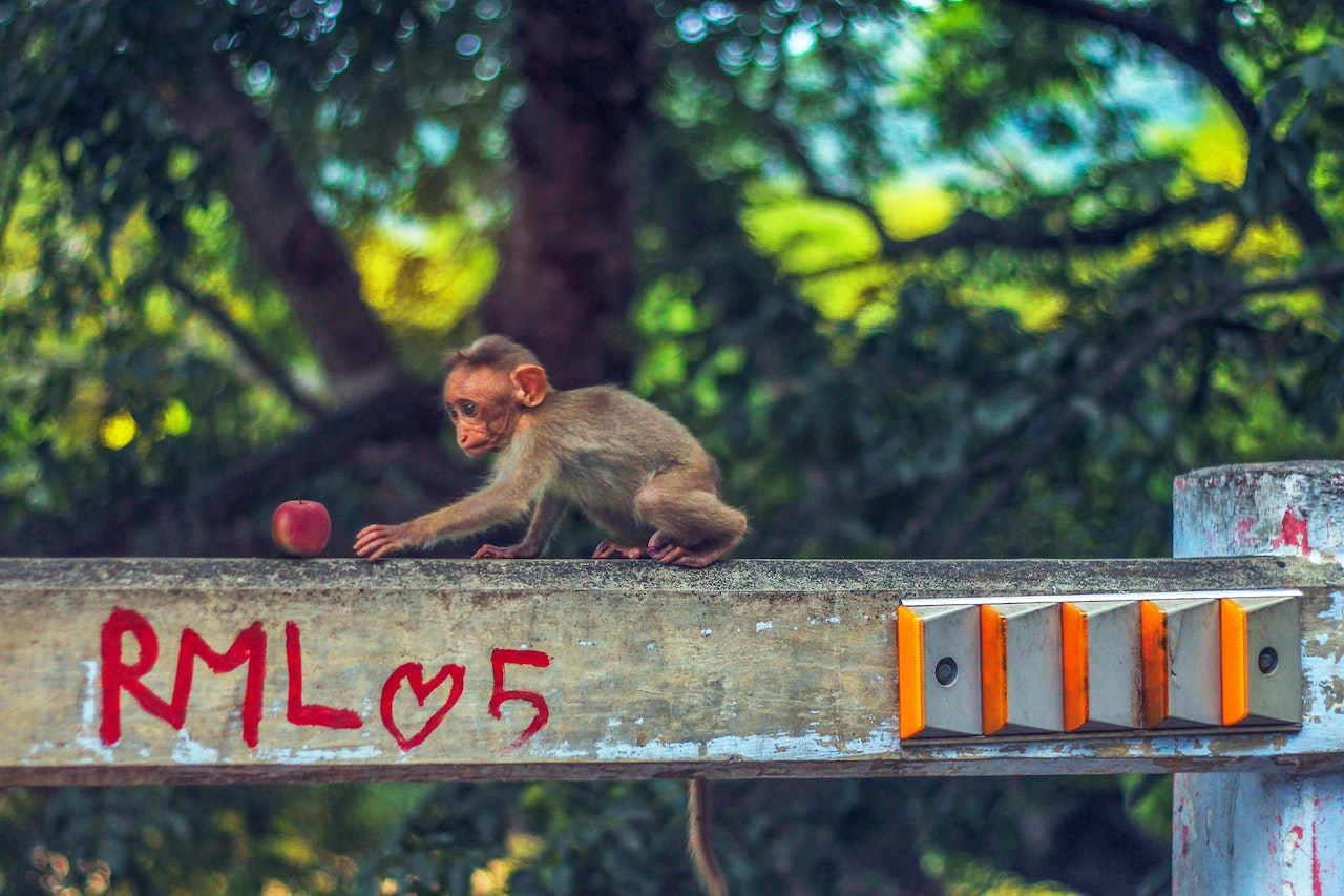 A monkey reaching for an apple